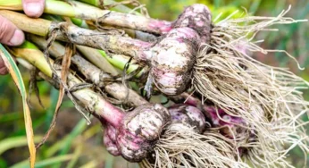 Why put garlic at the base of fruit trees? Benefits and planting method